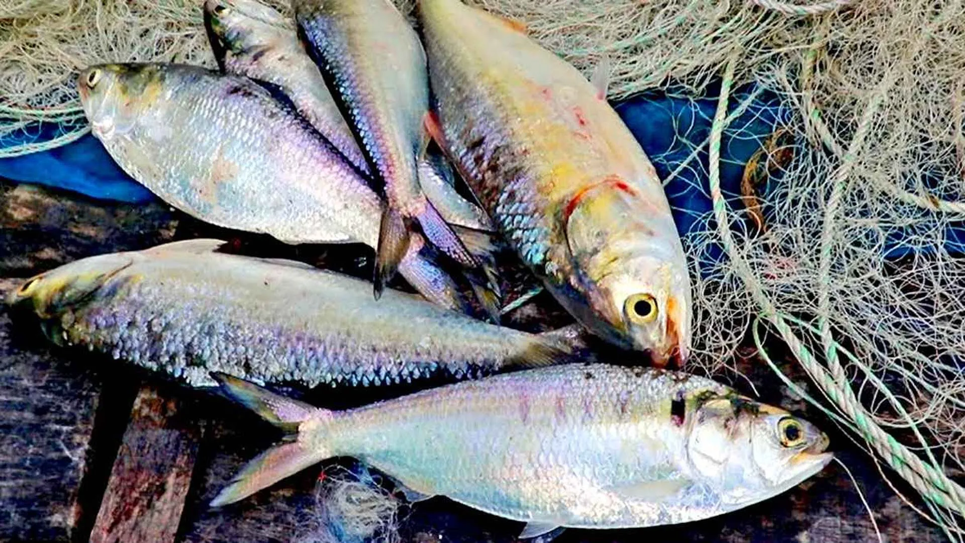 বরিশালে মা ইলিশ রক্ষায় পাহারায় ড্রোন